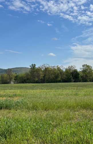 Woodcrest